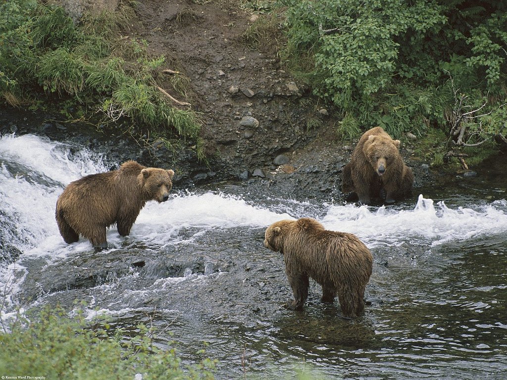 Meeting of Minds, Brown Bears, Alaska